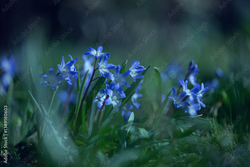Śnieżnik (Chionodoxa Boiss.) Niebieski drobny kwiat kwitnący wiosną w ogrodzie. Glory of the snow