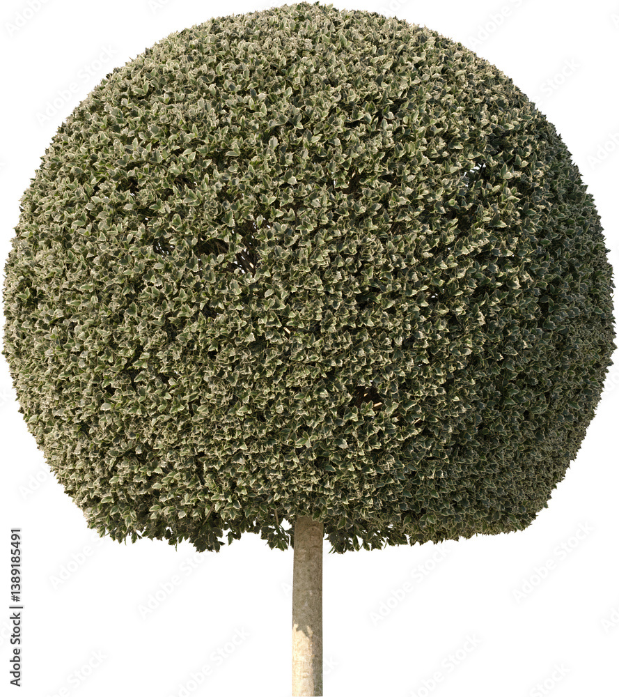 Bush, Box Plant, Bush fence, Boxwood, Undergrowth, Landscape, Plants Bush, Box Plant, Bush fence, Boxwood, Undergrowth, Landscape, Plants