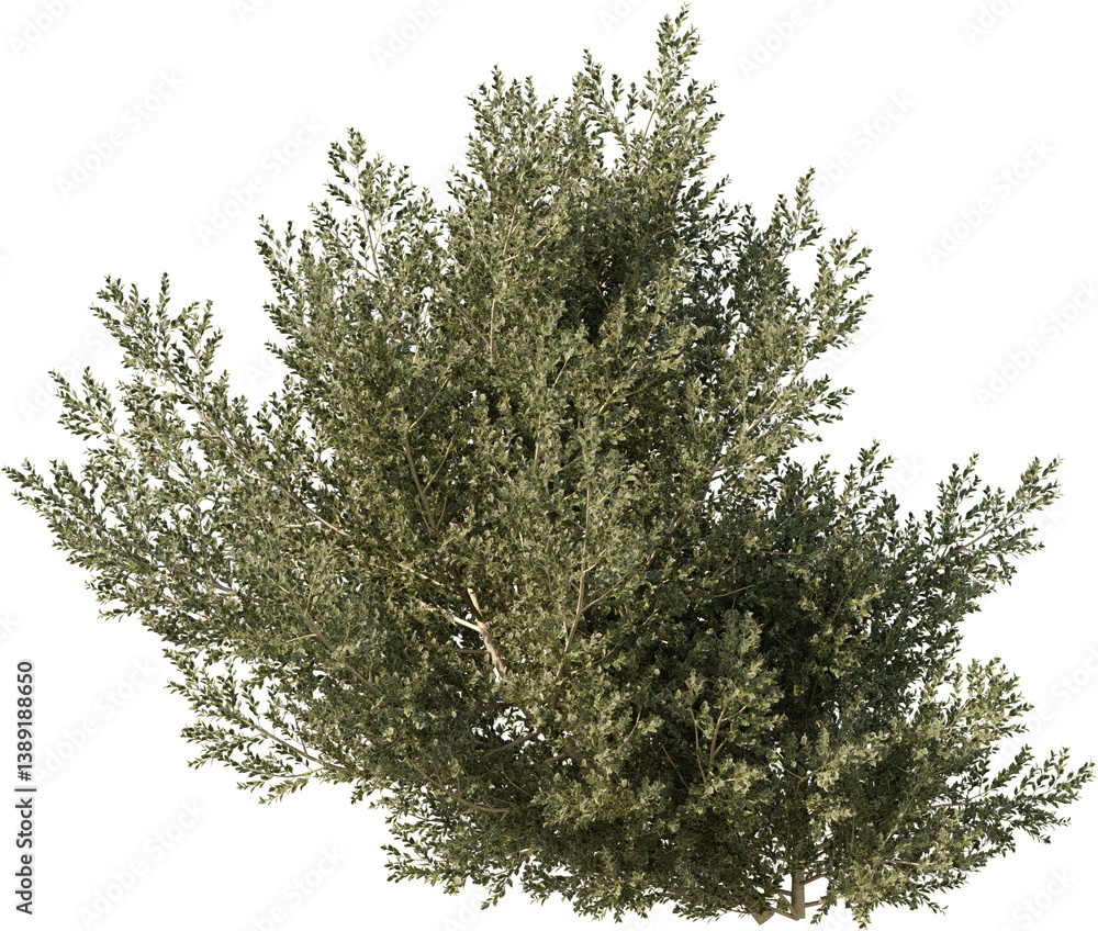 Bush, Box Plant, Bush fence, Boxwood, Undergrowth, Landscape, Plants Bush, Box Plant, Bush fence, Boxwood, Undergrowth, Landscape, Plants