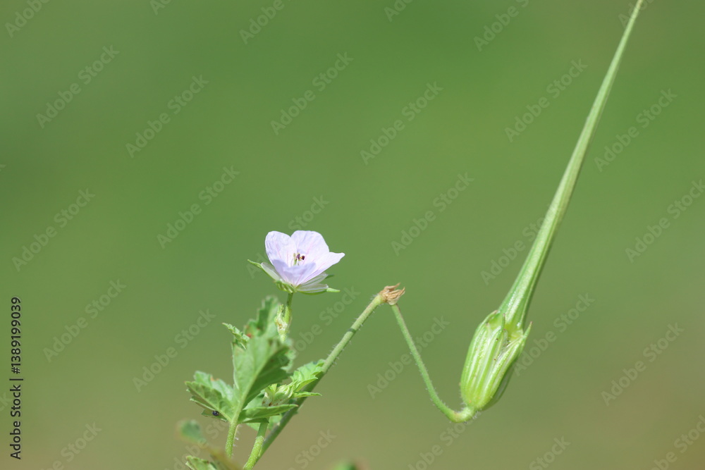 erodium gruinum (Long-beaked cranesbill) flower in spring erodium gruinum (Long-beaked cranesbill) flower in spring