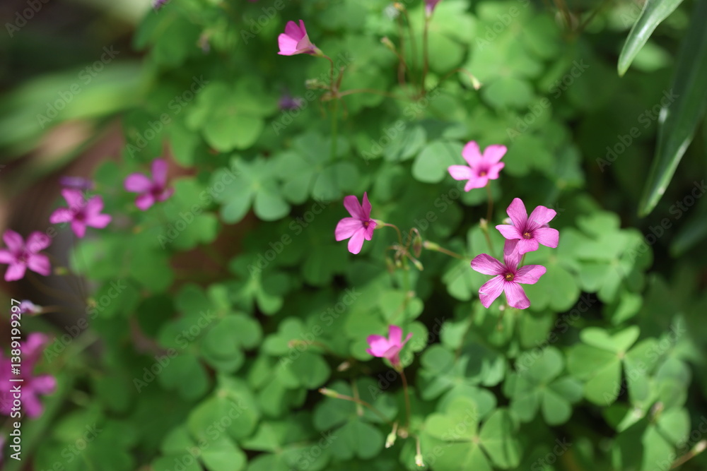 pink flowers of oxalis debilis (pink woodsorrel) pink flowers of oxalis debilis (pink woodsorrel)