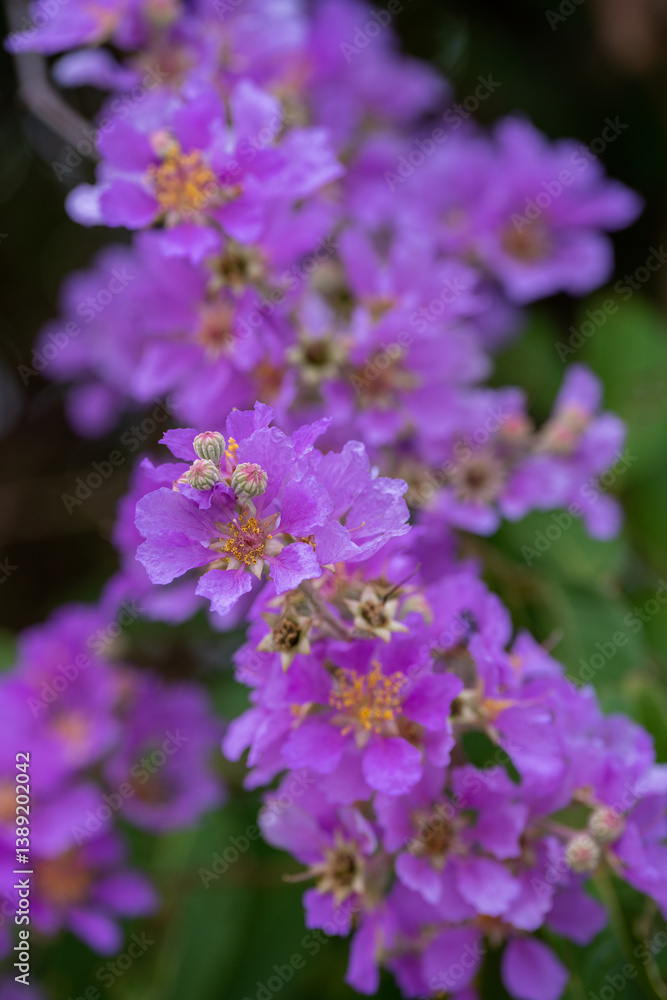 Bungor Bright purple flowers of the Lagerstroemia speciosa, a tropical tree in nature garden. Bungor Bright purple flowers of the Lagerstroemia speciosa, a tropical tree in nature garden.