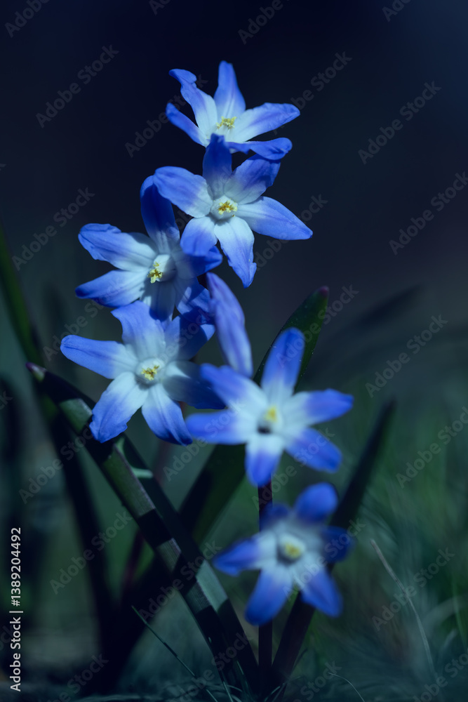 Śnieżnik (Chionodoxa Boiss.) Niebieski drobny kwiat kwitnący wiosną w ogrodzie. Glory of the snow