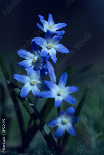 Obraz na płótnie Śnieżnik (Chionodoxa Boiss.) Niebieski drobny kwiat kwitnący wiosną w ogrodzie. Glory of the snow w salonie