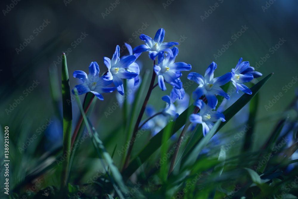 Śnieżnik (Chionodoxa Boiss.) Niebieski drobny kwiat kwitnący wiosną w ogrodzie. Glory of the snow