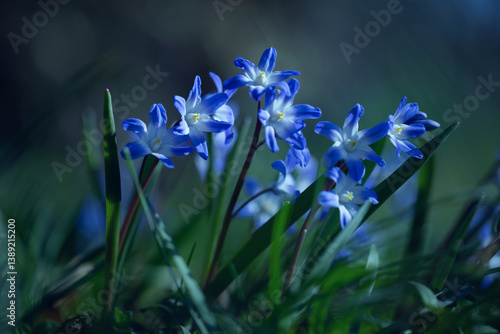 Obraz na płótnie Śnieżnik (Chionodoxa Boiss.) Niebieski drobny kwiat kwitnący wiosną w ogrodzie. Glory of the snow w salonie