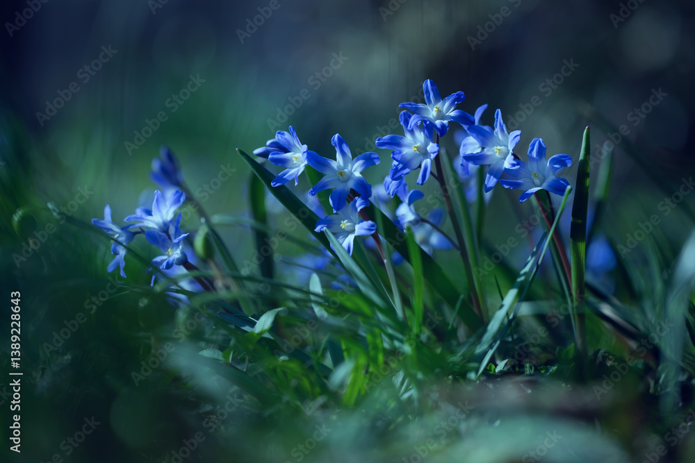 Śnieżnik (Chionodoxa Boiss.) Niebieski drobny kwiat kwitnący wiosną w ogrodzie. Glory of the snow