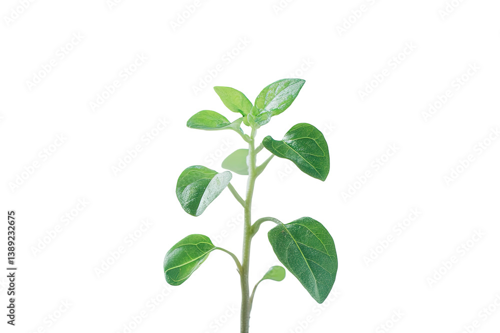 Fototapeta premium Fresh green herb sprout