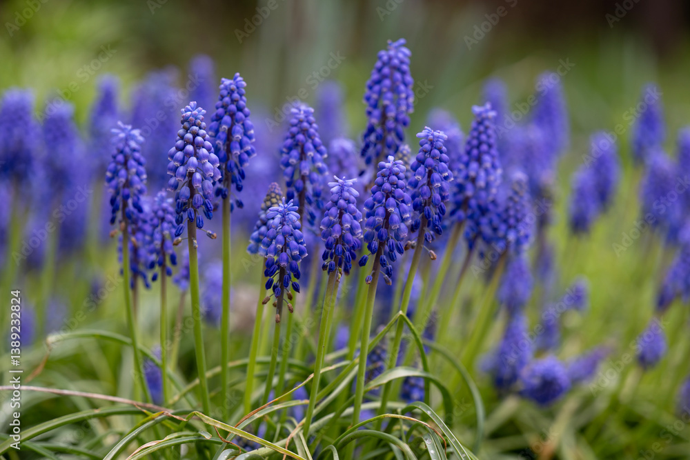 Fototapeta premium Beautiful blue field flowers grew in a green meadow. 