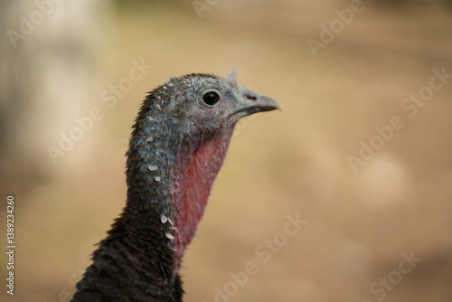 Close-up of a turkey's head featuring a textured, featherless face and neck with a bluish-gray hue transitioning to red. The eye is prominent and round, and the beak is short and slightly curved.