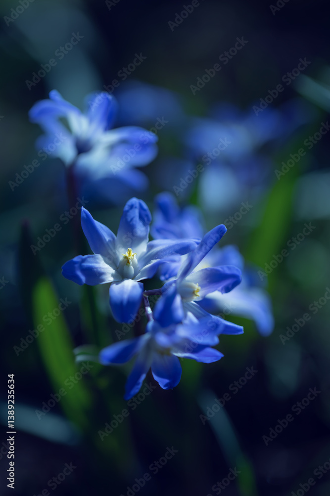 Śnieżnik (Chionodoxa Boiss.) Niebieski drobny kwiat kwitnący wiosną w ogrodzie. Glory of the snow