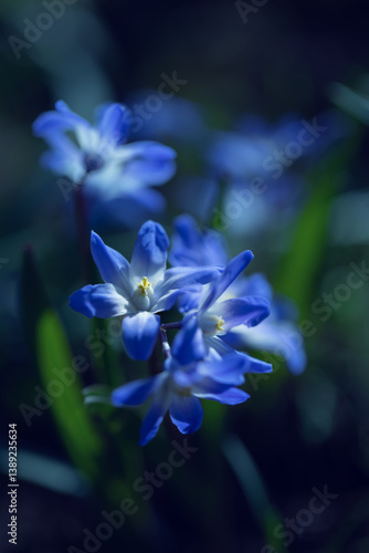 Obraz na płótnie Śnieżnik (Chionodoxa Boiss.) Niebieski drobny kwiat kwitnący wiosną w ogrodzie. Glory of the snow w salonie