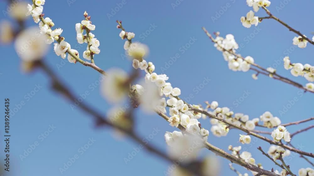 4k Video of Early Spring Blooming White Plum Blossoms Against Blue Sky 4k Video of Early Spring Blooming White Plum Blossoms Against Blue Sky