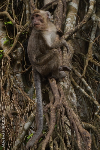 big monkey while playing and eating in national forest
