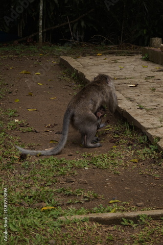 big monkey while playing and eating in national forest