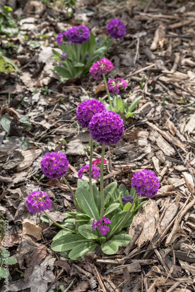 Blooming primrose small-toothed lilac in early spring