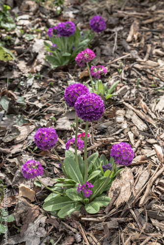 Obraz na płótnie Blooming primrose small-toothed lilac in early spring w salonie