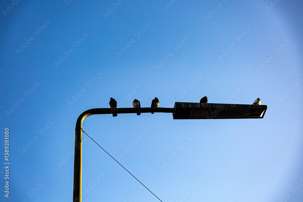 Pigeons on street lamp and empty blue sky