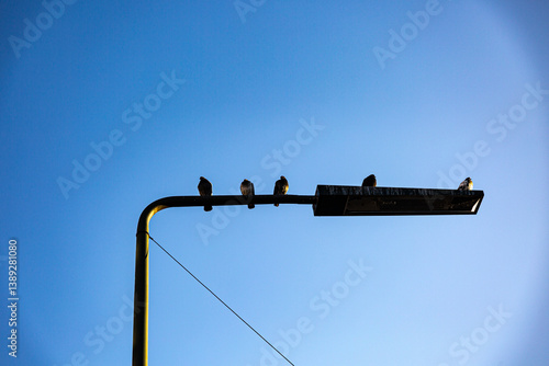 Obraz na płótnie Pigeons on street lamp and empty blue sky w salonie