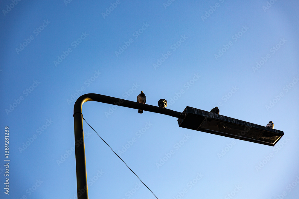 Pigeons on street lamp and empty blue sky