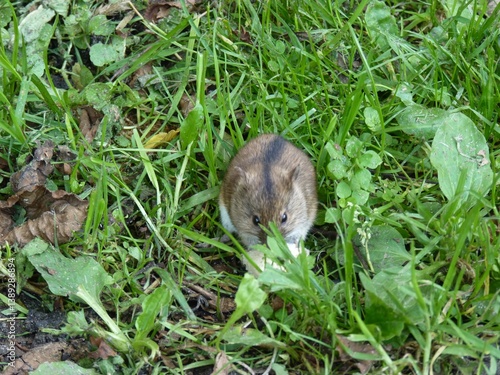 A small, striped field mouse nibbles on food amidst green grass and foliage.