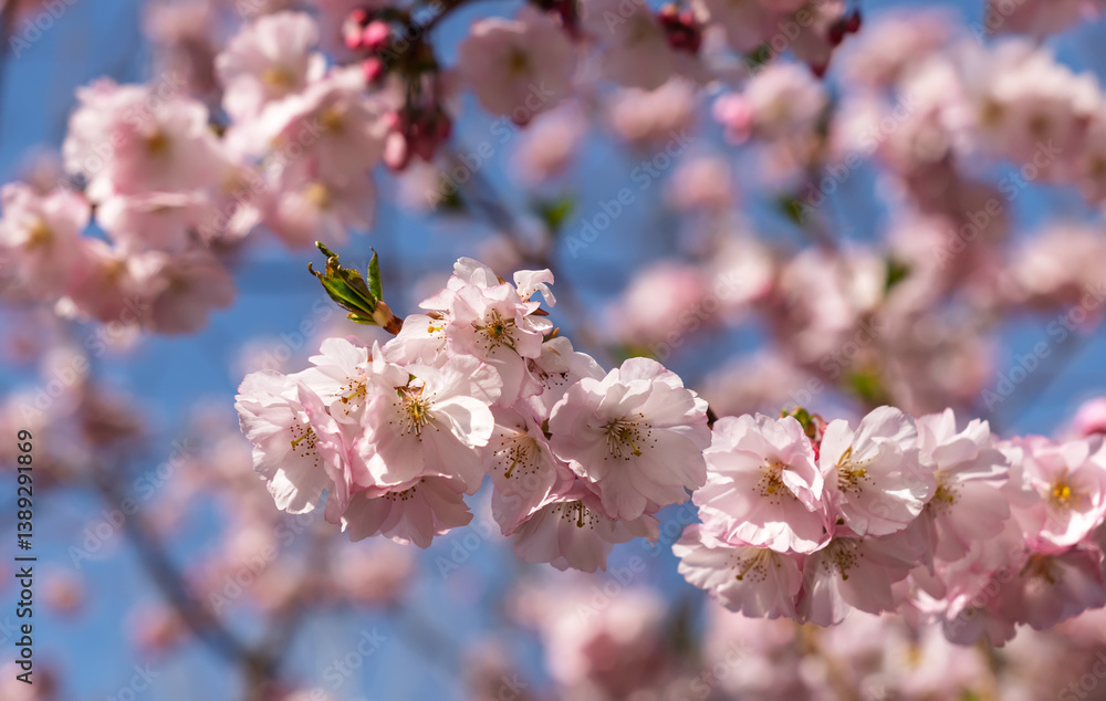 Blossoms branch sakura spring flowers bloom with blurred blossoms background for product or text placement Blossoms branch sakura spring flowers bloom with blurred blossoms background for product or text placement