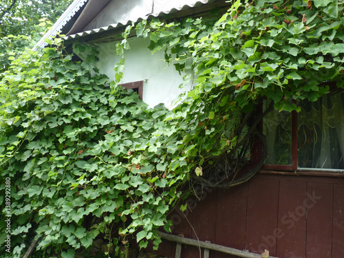 A rustic house in Ivano-Frankivsk Oblast, Ukraine, covered in lush green climbing vines.