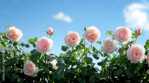 Elegant Wide Web Banner Featuring Vibrant Roses
