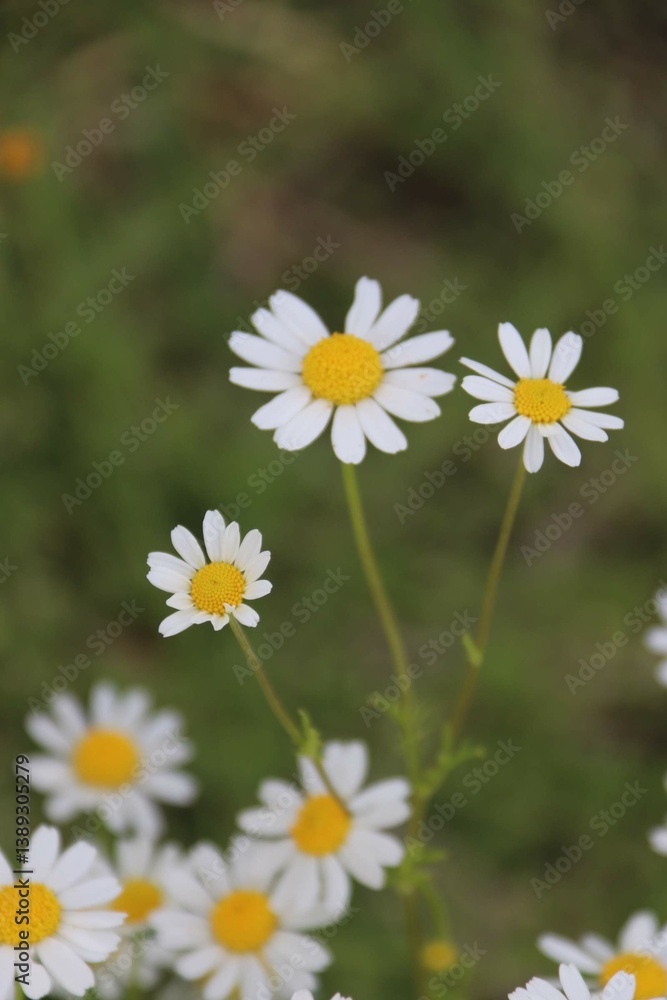 daisies in a field daisies in a field