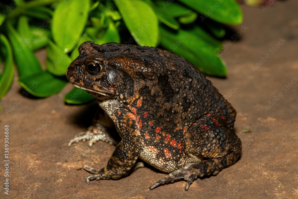Fototapeta premium A beautiful guttural toad (Sclerophrys gutturalis), also known as a African common toad, in the wild in KwaZulu-Natal, South Africa