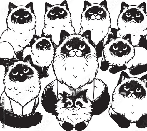Black and White Ragdoll Cat Vector