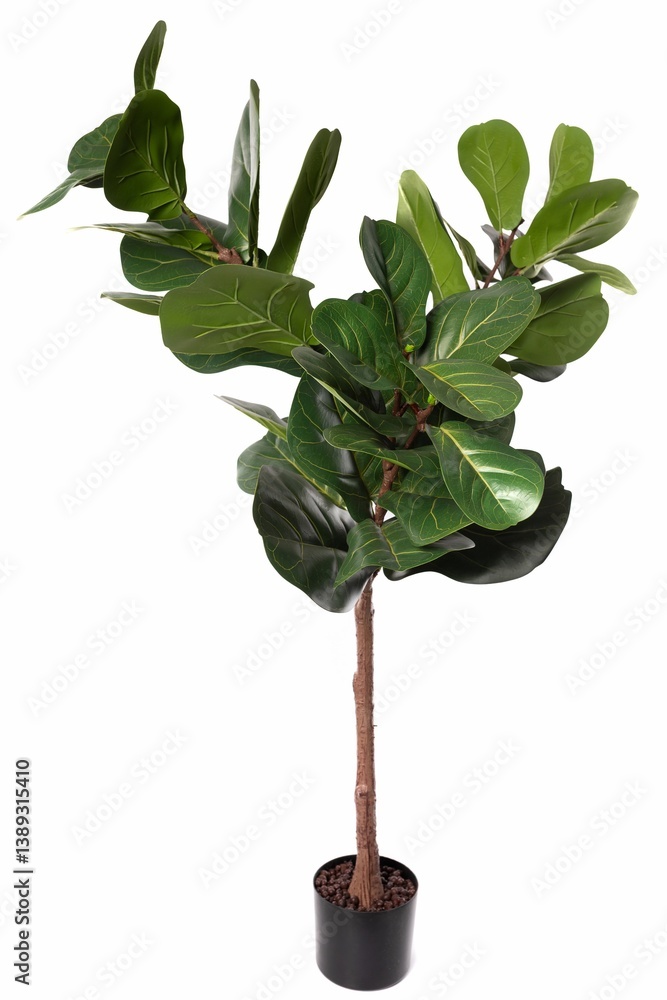 Fiddle leaf fig tree in a simple black pot for indoor decoration in modern spaces