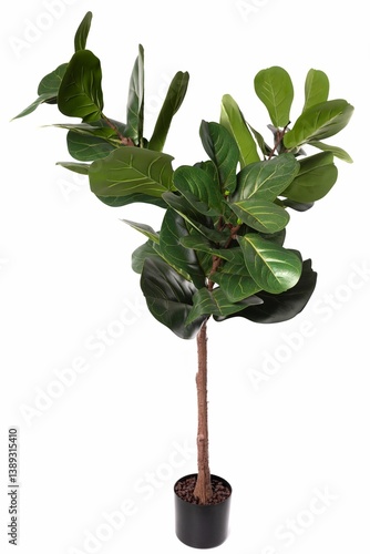 Obraz na płótnie Fiddle leaf fig tree in a simple black pot for indoor decoration in modern spaces w salonie
