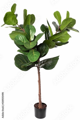 Obraz na płótnie Artificial fiddle leaf fig tree in a black pot adds greenery to indoor decor in a modern setting w salonie
