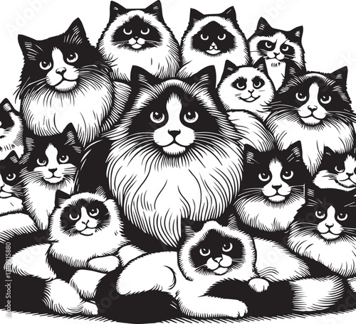 Black and White Ragdoll Cat Vector