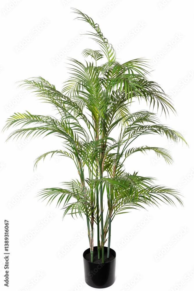 Indoor tropical plant brings freshness to home decor in a modern living space during daylight