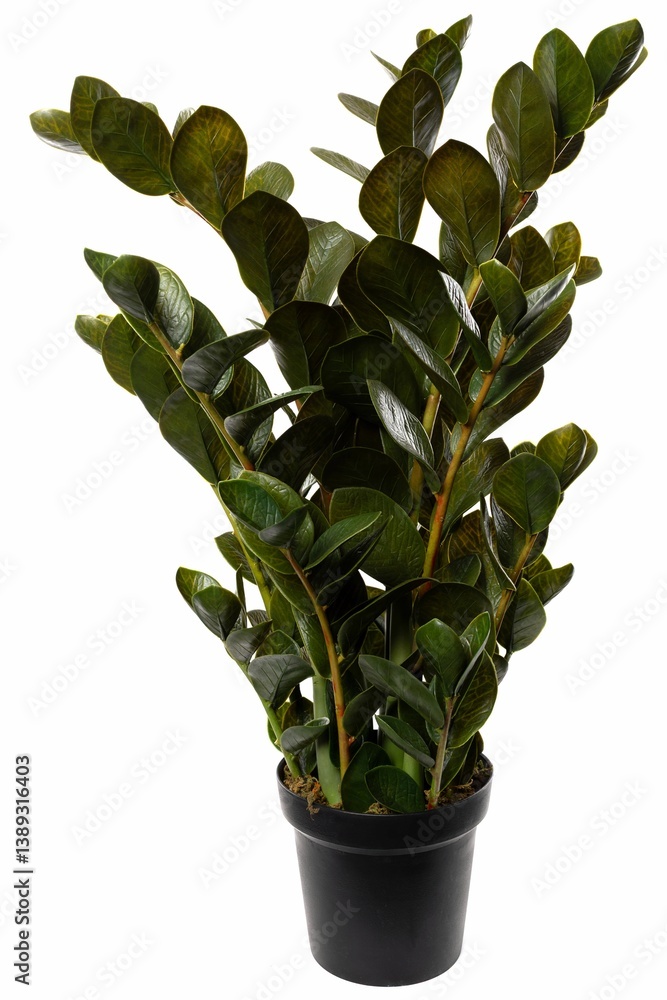 Indoor plant displaying lush green leaves in a simple black pot, enhancing home decor and bringing a touch of nature indoors