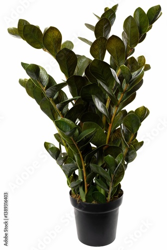 Obraz na płótnie Indoor plant displaying lush green leaves in a simple black pot, enhancing home decor and bringing a touch of nature indoors w salonie