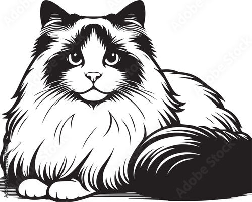 Black and White Ragdoll Cat Vector