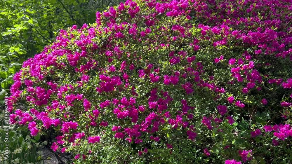 Dense pink azalea blossoms form a floral bush under bright spring sunlight
Dense pink azalea blossoms form a floral bush under bright spring sunlight