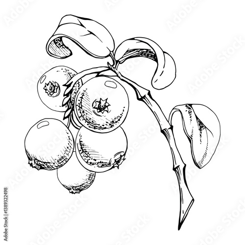 Cranberry lingonberry on branch with green leaves, ripe forest berry bearberry teaberry wintergreen cluster group, vector hand drawn in ink. Isolated botanical illustration, for menu, farmers market