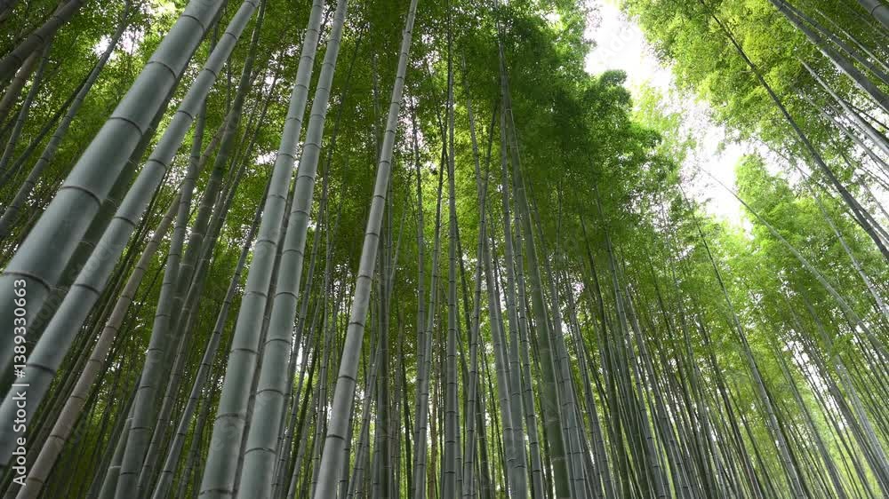 Bamboo forest in Arashiyama, Kyoto, Japan