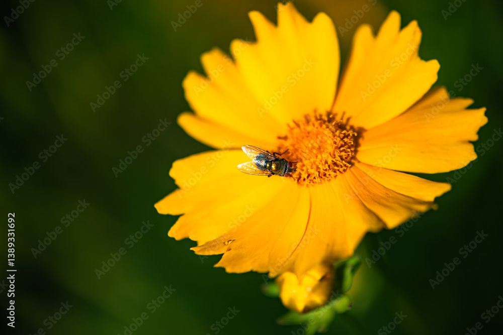 The yellow chrysanthemums that bloom in summer. Natural, plant, and floral backgrounds. The yellow chrysanthemums that bloom in summer. Natural, plant, and floral backgrounds.