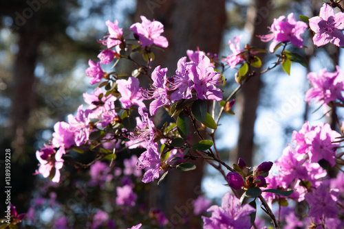 Bright pink flowers in the sun. The flower bush is blooming. Beautiful purple rhododendron flowers on a branch against the sky and trees.