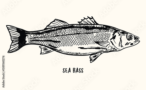 Black Ink Sketch of Sea Bass – Vintage Hand-Drawn Fish Illustration