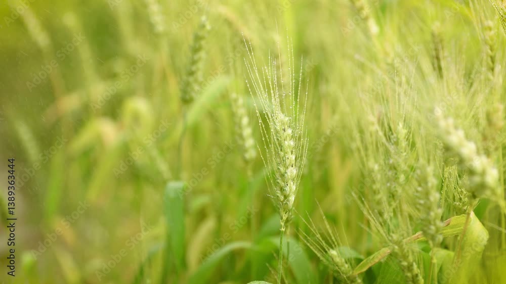 4k Video Captures Beautiful Hairy Fine Water Beads on Green Wheat 4k Video Captures Beautiful Hairy Fine Water Beads on Green Wheat