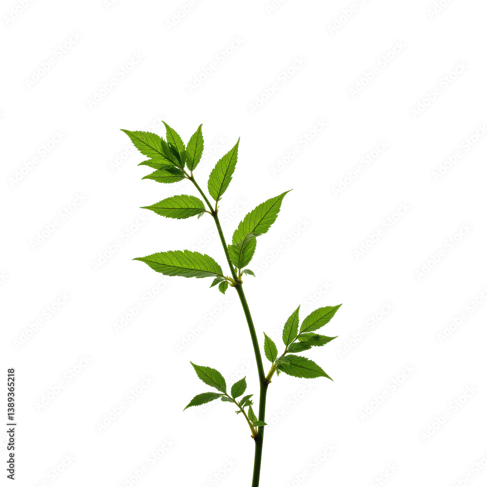 Fototapeta premium A delicate branch with fresh green leaves, perfect for natural and minimalistic designs.