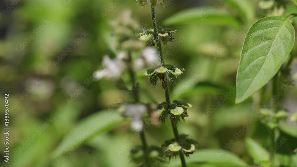 Ocimum sanctum or Holy Basil is an upright green vegetable Leaves with flowers blooming in the yard Ocimum sanctum or Holy Basil is an upright green vegetable Leaves with flowers blooming in the yard