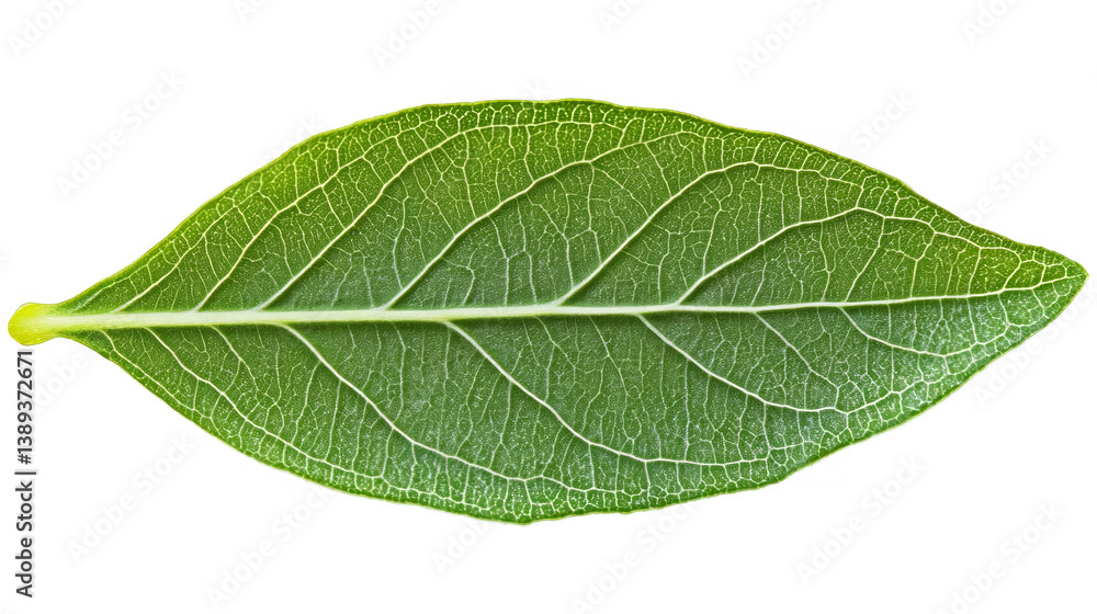 Fototapeta premium Isolated Detailed Green Leaf Illustration On Transparent Background