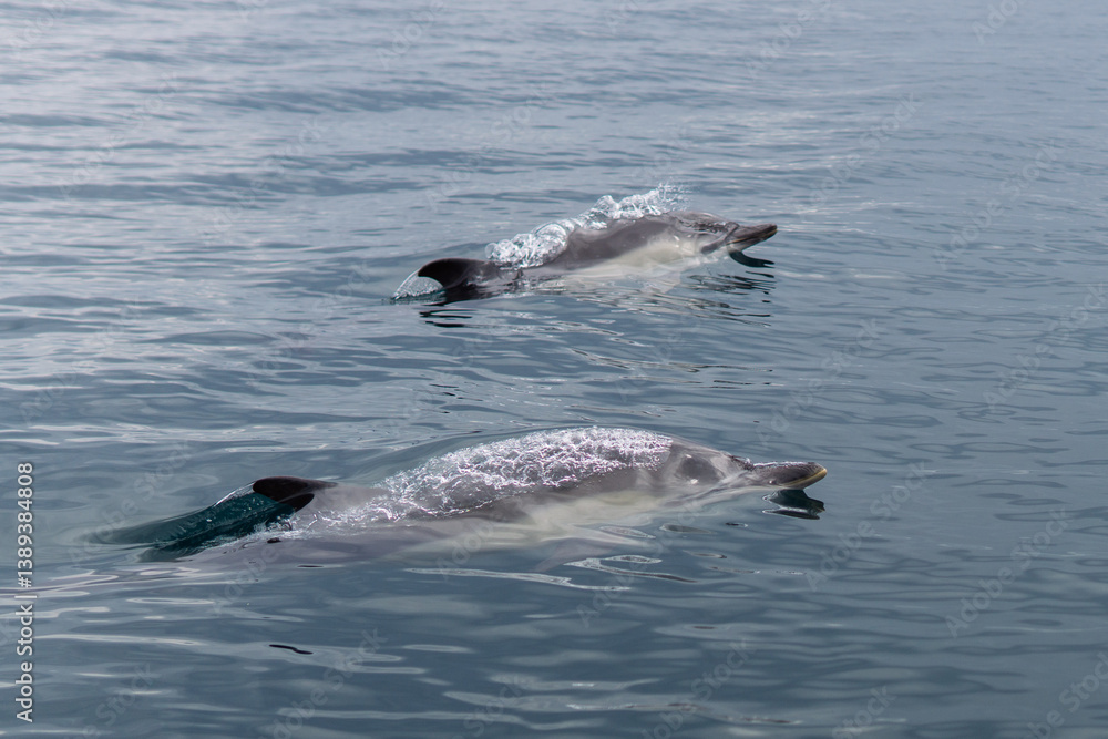 Fototapeta premium Les dauphins
